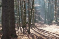 Ein gesunder, stabiler Mischwald