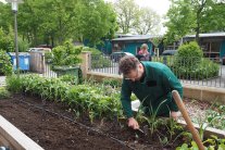 Logo und Schriftzug Urban Gardening