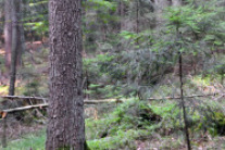 Alte Tannen mit Naturverjüngung