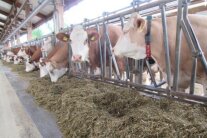 Kühe am Futtertisch