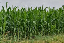 Maisbestand 2025