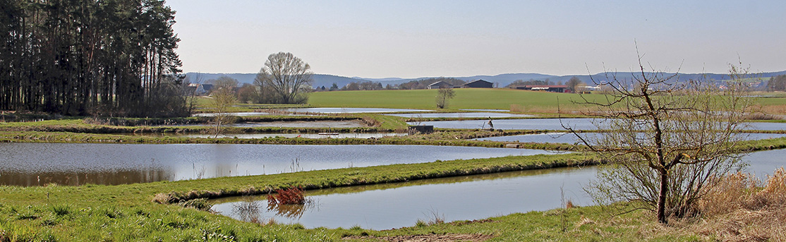 Panoramabild einer Teichlandschaft