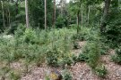 Mehrere Atlaszedern wachsen in einer Gruppe im Wald