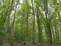 Buchenwald im Sommer