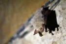 Fledermaus im Winter © Martin Renger