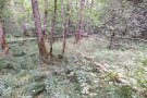 Buttendorfer Wald im Juli
