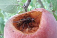Eine Hornisse gräbt sich tiefer und tiefer in einen Apfel hinein.