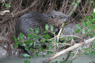 Biber am Wasser beim Nagen an einem Ast