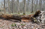 Ein Totholzstamm liegt im Wald