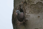 Hohltaube schaut aus einem Astloch