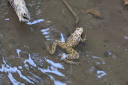 Springfrosch im seichten Wasser