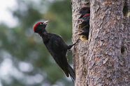 Schwarzspecht vor seinem Nest im Baum mit Jungvögel
