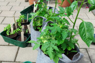 Tomatenpflanzen und Basilikumpflanzen in Töpfen