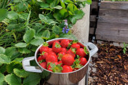 Topf mit Erdbeeren auf Hochbeet