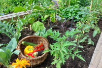 Tomatenpflanzen im Hochbeet