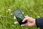 Eine Person fotografiert eine Blume mit dem Handy