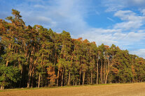 Kiefern, zum Teil mit dürren Ästen, am Feldrand